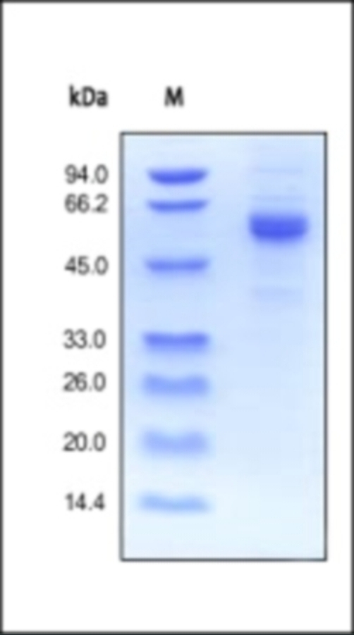 Noggin Protein Cat. No. 96560 ProSci