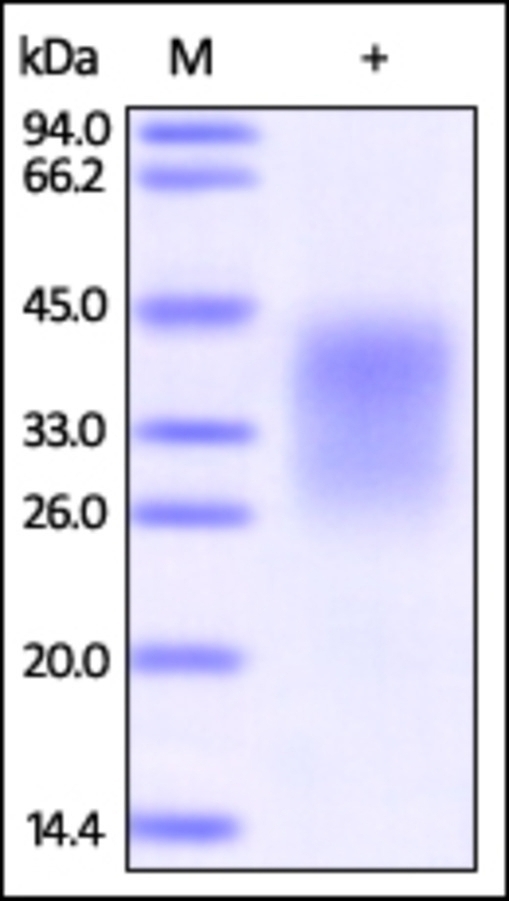 PD1 Protein Cat. No. RF1600001 ProSci