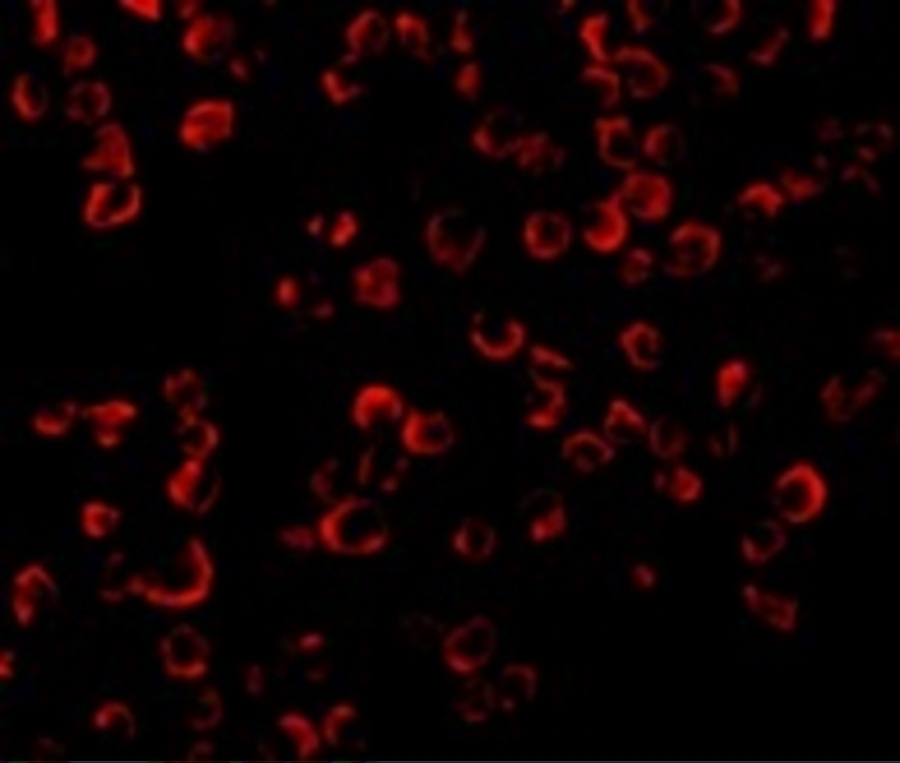 TRAF6 Antibody Cat. No. 3129 ProSci