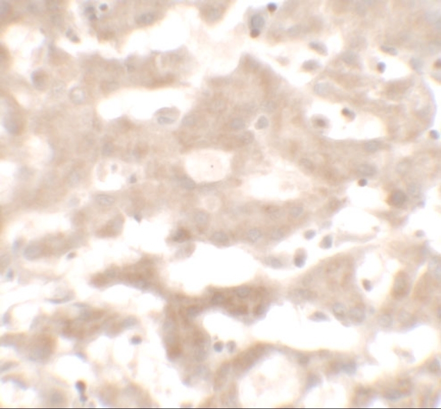 VNN3 Antibody - Cat. No. 7057 | ProSci