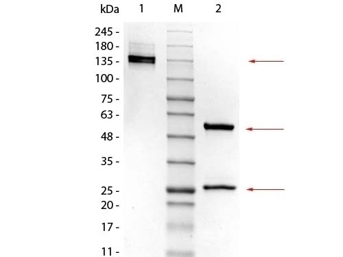 Control Normal Mouse IgG2a Kappa - Cat. No. XR-8017 | ProSci