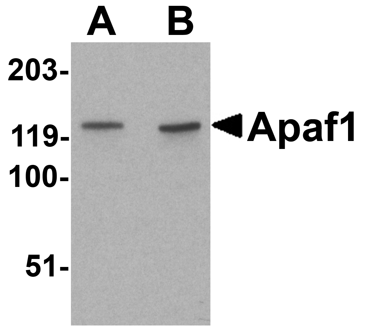 Apaf1 Antibody Cat. No. 2013 ProSci