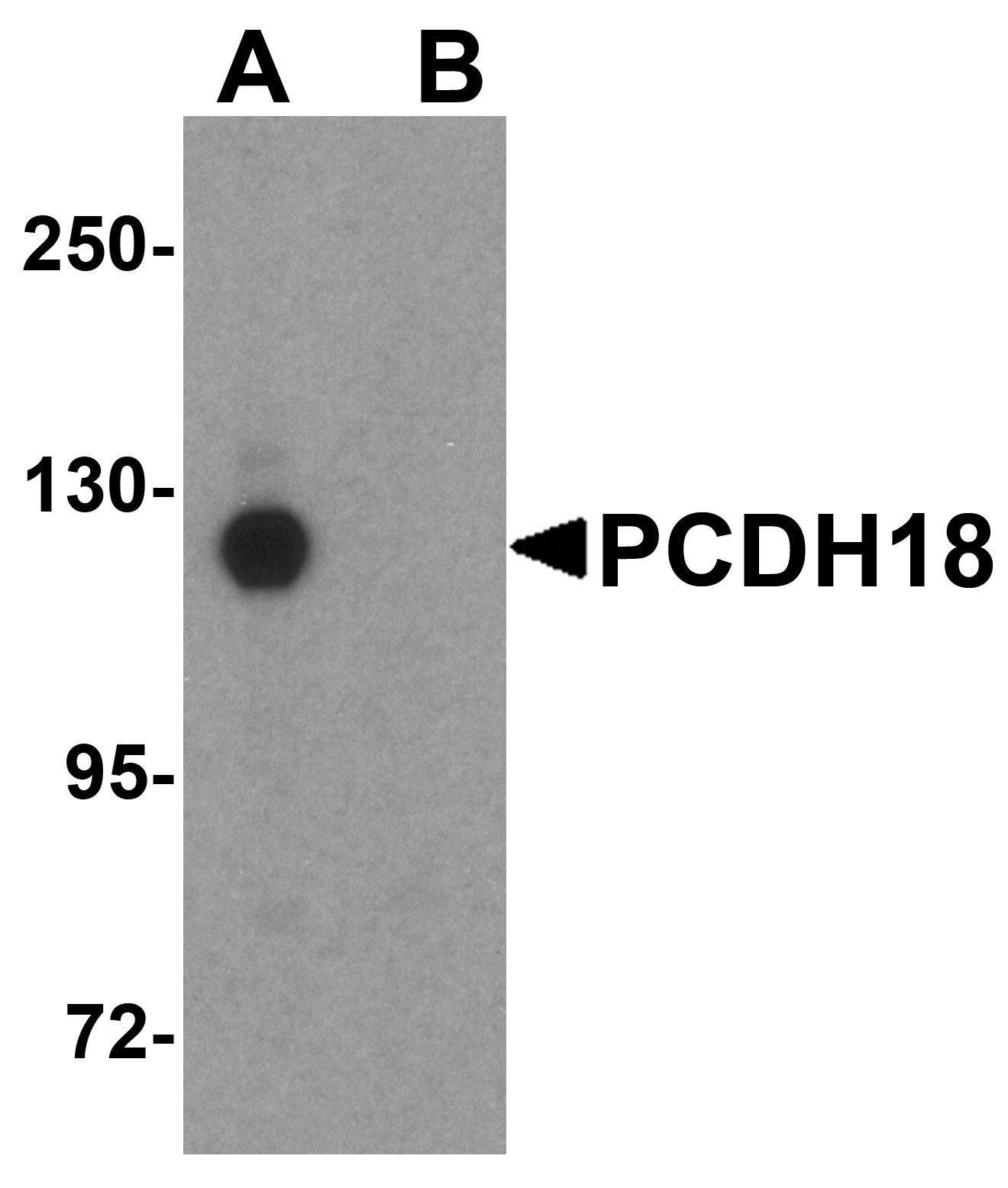 PCDH18 Antibody Cat. No. 5081 ProSci