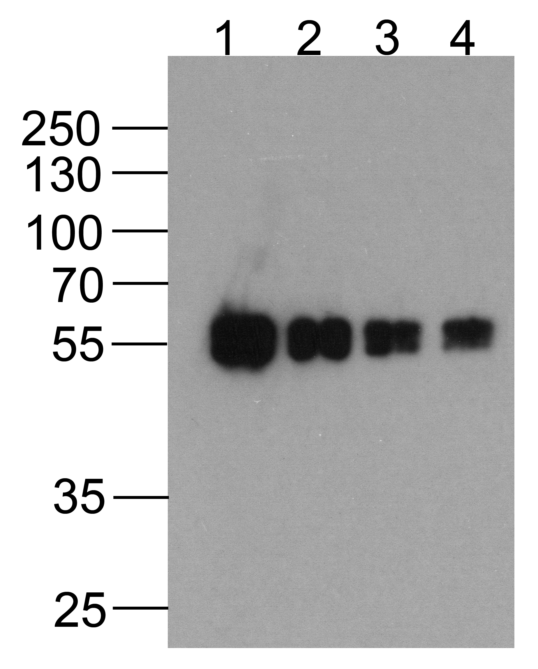 cMyc-tag Antibody [5G5H7] (biotin) - Cat. No. PM-7669-biotin | ProSci