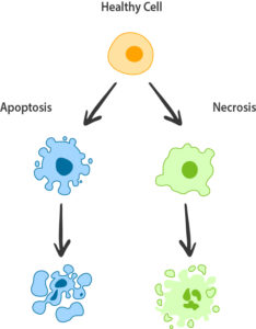 Cell death manifests via two primary mechanisms: apoptosis and necrosis