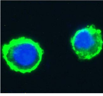 LeY Antibody [BR96], Mouse IgG1 | ProSci Incorporated