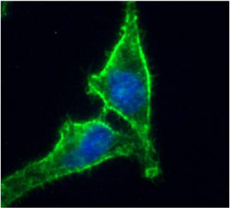 CD98 heavy chain Antibody [HBJ127], Mouse IgG1 | ProSci Incorporated