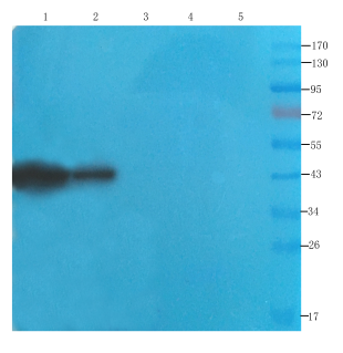 CDCrel-1 Antibody [SP18], Mouse IgG1 | ProSci Incorporated
