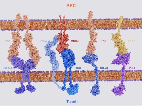 Immune Checkpoint