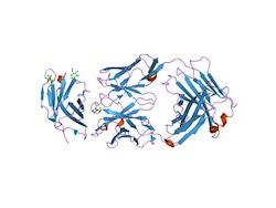 CD28 Receptor
