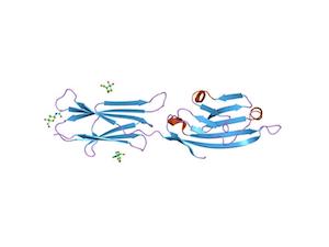 CD80 Ligand