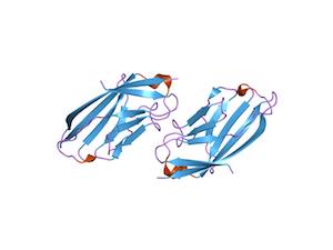 CD86 Ligand