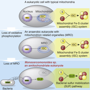 Cell Magazine Eukaryote without Mitochondria