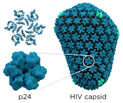 HIV Antibodies