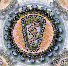 HIV bNAb