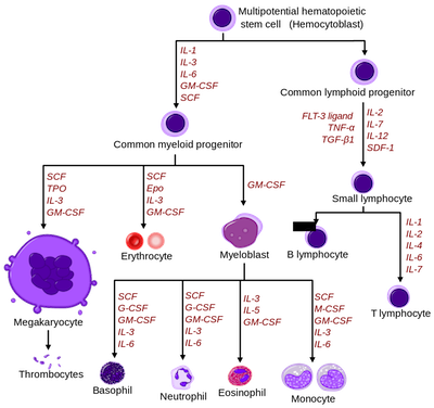IPSC Hematopoietic Stem Cells