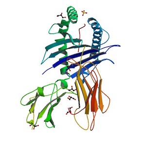 MHC:Ag Complex