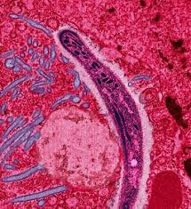 Malaria Vaccine