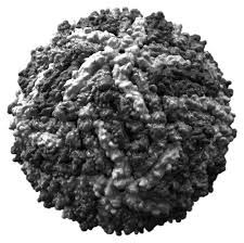 Zika Virus Diagnostic Test
