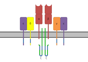 T-cell Receptor