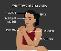 Zika Virus in Adults