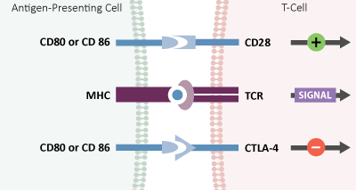 T-cell Activation