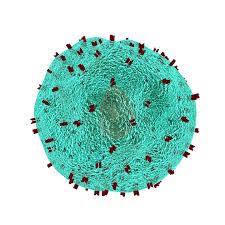 T-cells fighting cancer